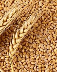 M.P WHEAT BEST