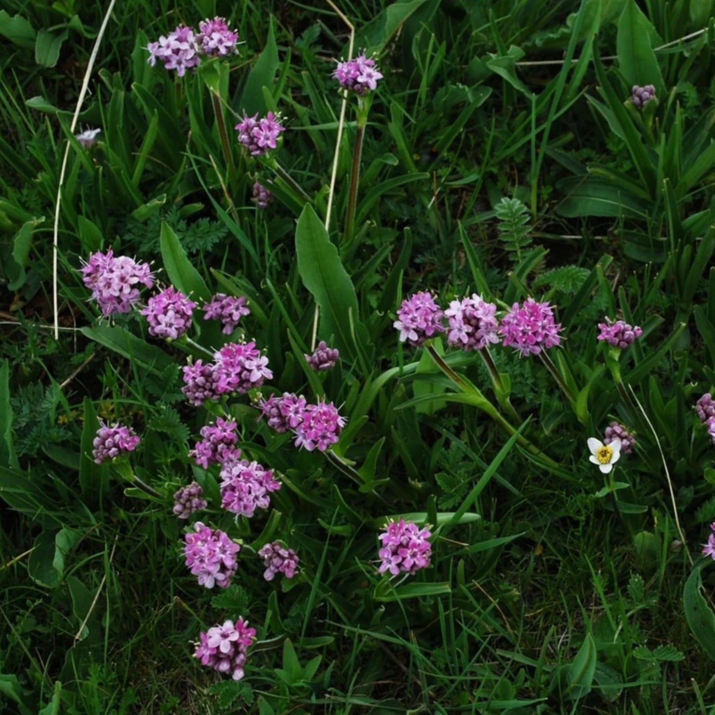 Jatamansi  powder 50g