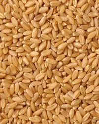 M.P. WHEAT ME
