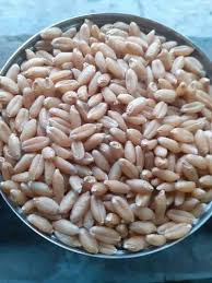 LOKHWAN WHEAT 10