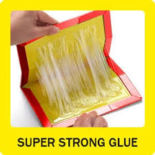 Laxman Rekhaa mouse&rRAT glue traps